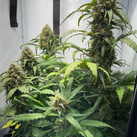 Gamora - Die 1. growlog timeline photo