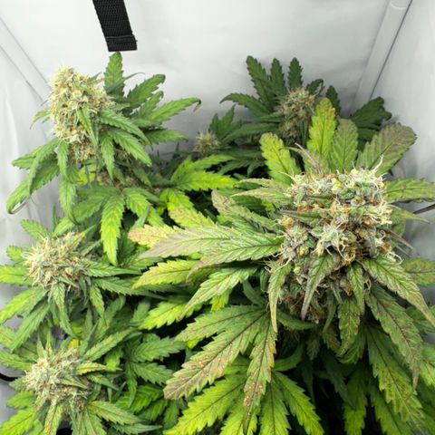 Gamora - Die 1. growlog timeline photo