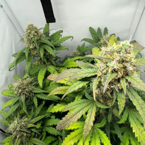 Gamora - Die 1. growlog timeline photo