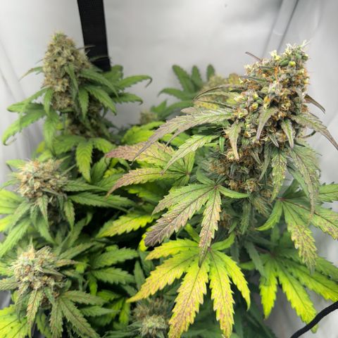 Gamora - Die 1. growlog timeline photo