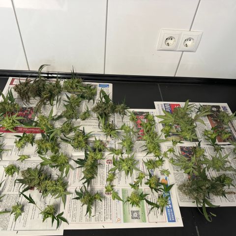 Gamora - Die 1. growlog timeline photo