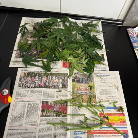 Gamora - Die 1. growlog timeline photo