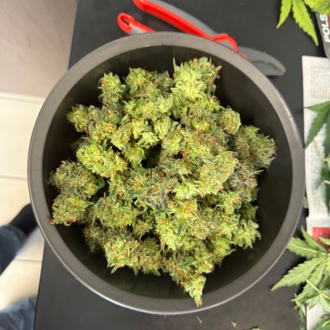 Gamora - Die 1. growlog timeline photo