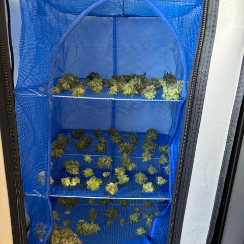 Gamora - Die 1. growlog timeline photo