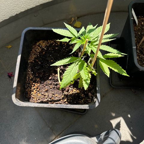 Elisabeth - Die 1. growlog timeline photo