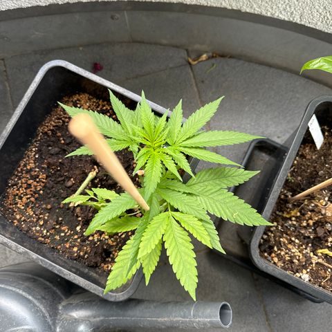 Elisabeth - Die 1. growlog timeline photo