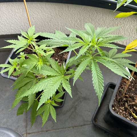 Elisabeth - Die 1. growlog timeline photo