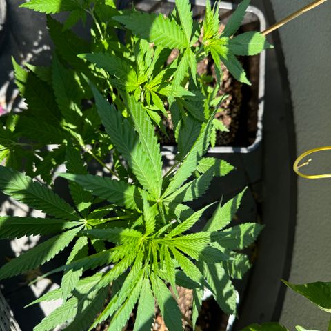 Elisabeth - Die 1. growlog timeline photo