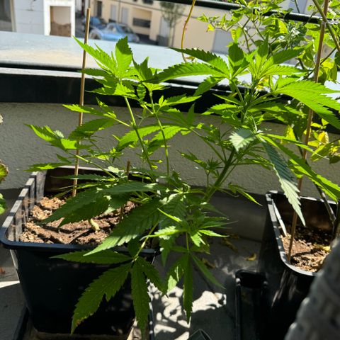Elisabeth - Die 1. growlog timeline photo