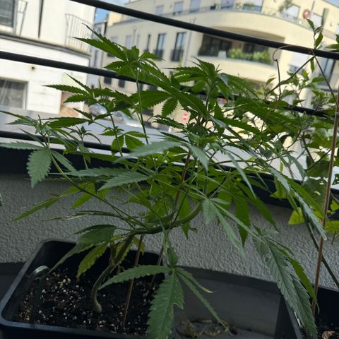 Elisabeth - Die 1. growlog timeline photo