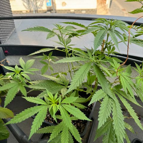 Elisabeth - Die 1. growlog timeline photo