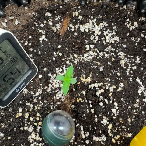 Mimo - Die 1. growlog timeline photo
