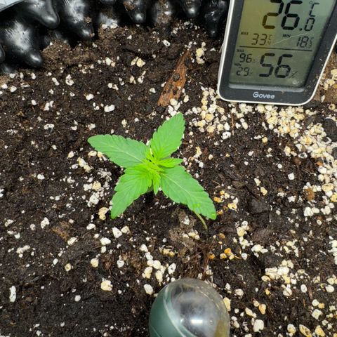 Mimo - Die 1. growlog timeline photo