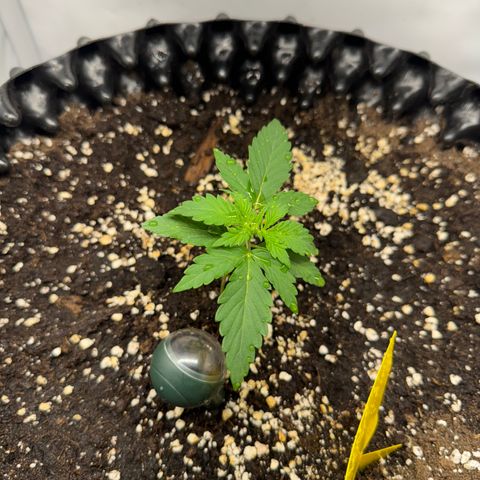 Mimo - Die 1. growlog timeline photo