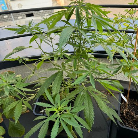 Elisabeth - Die 1. growlog timeline photo