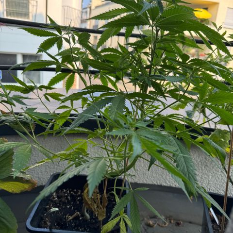 Elisabeth - Die 1. growlog timeline photo