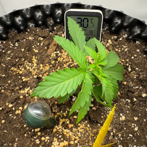 Mimo - Die 1. growlog timeline photo