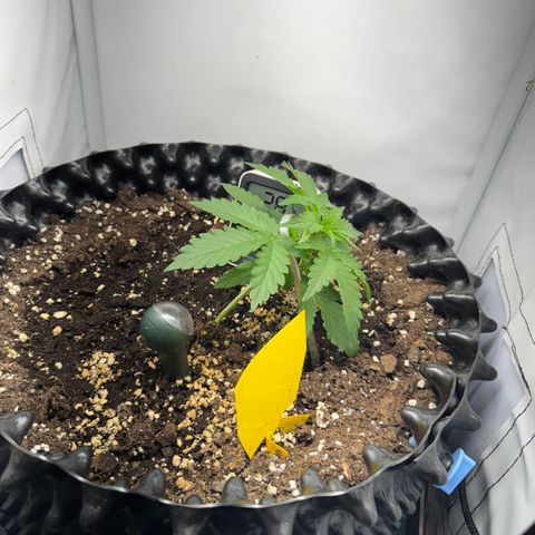 Mimo - Die 1. growlog timeline photo