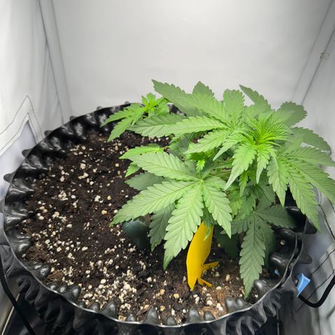 Mimo - Die 1. growlog timeline photo