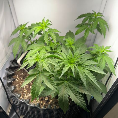 Mimo - Die 1. growlog timeline photo