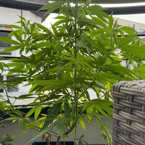 Elisabeth - Die 1. growlog timeline photo
