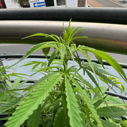 Elisabeth - Die 1. growlog timeline photo