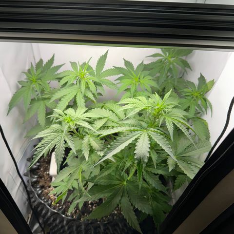 Mimo - Die 1. growlog timeline photo