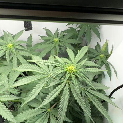 Mimo - Die 1. growlog timeline photo