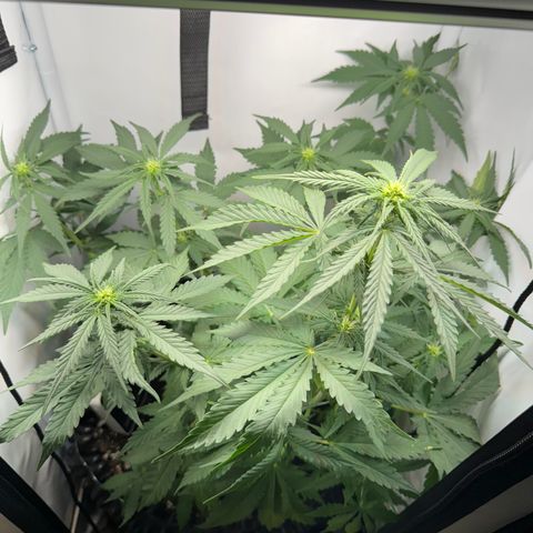Mimo - Die 1. growlog timeline photo