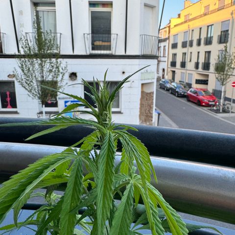 Elisabeth - Die 1. growlog timeline photo
