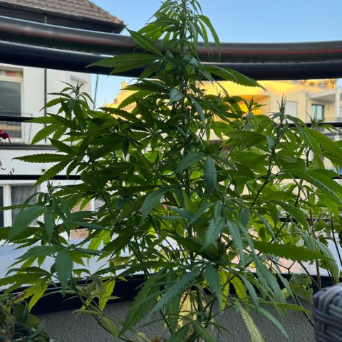 Elisabeth - Die 1. growlog timeline photo