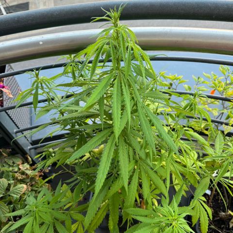 Elisabeth - Die 1. growlog timeline photo