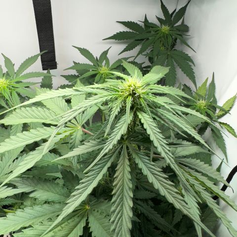 Mimo - Die 1. growlog timeline photo