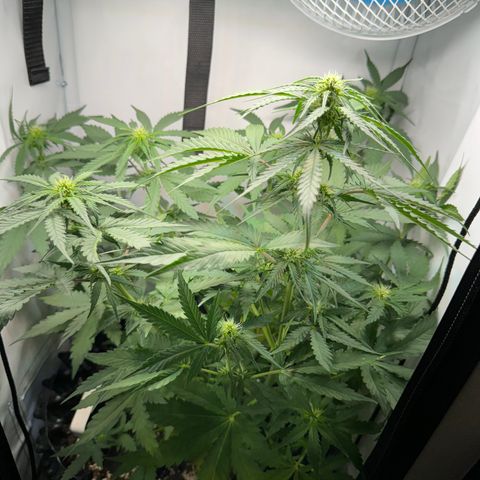 Mimo - Die 1. growlog timeline photo
