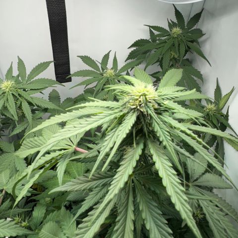 Mimo - Die 1. growlog timeline photo
