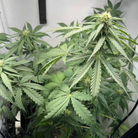 Mimo - Die 1. growlog timeline photo