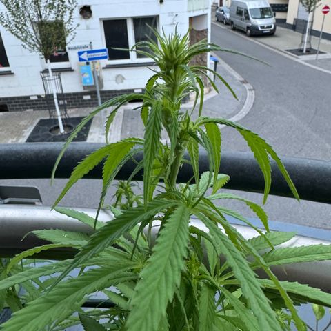 Elisabeth - Die 1. growlog timeline photo