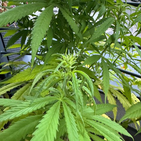 Elisabeth - Die 1. growlog timeline photo