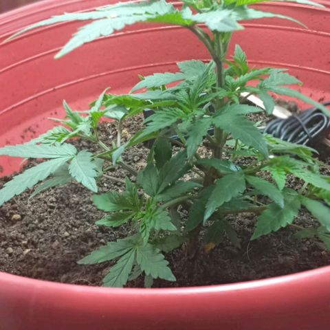 Regulator OG growlog photo: Riego contra plagas (ácaros)
