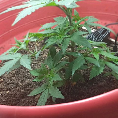 Regulator OG growlog photo: Riego contra plagas (ácaros)