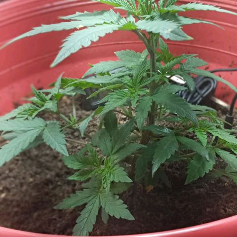 Regulator OG growlog photo: Riego contra plagas (ácaros)