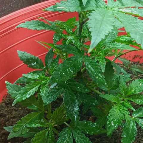 Regulator OG growlog photo: Nota: se logra percibir un notable cambio de estatura de la planta a lo largo como a lo ancho 😎