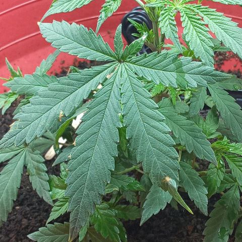 Regulator OG growlog photo: Poda tipo FIM
Técnica LST