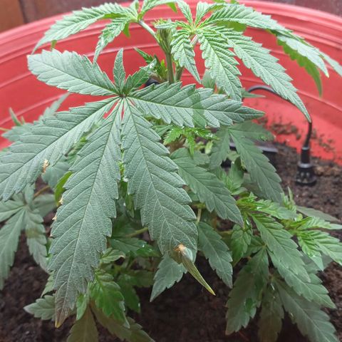 Regulator OG growlog photo: Poda tipo FIM
Técnica LST