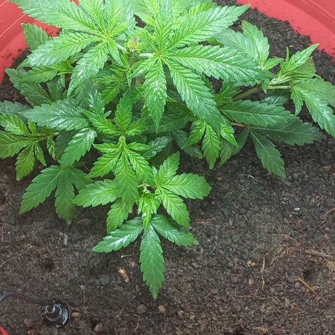 Regulator OG growlog timeline photo