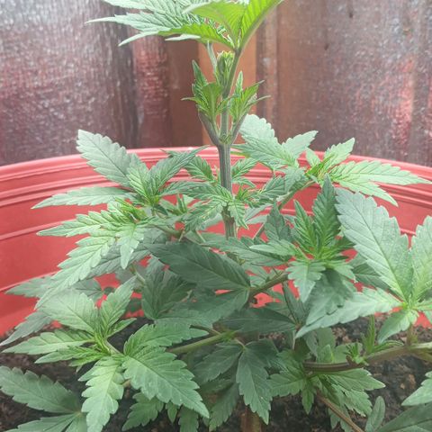 Regulator OG growlog timeline photo