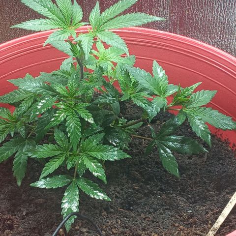 Regulator OG growlog timeline photo