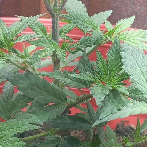 Regulator OG growlog timeline photo
