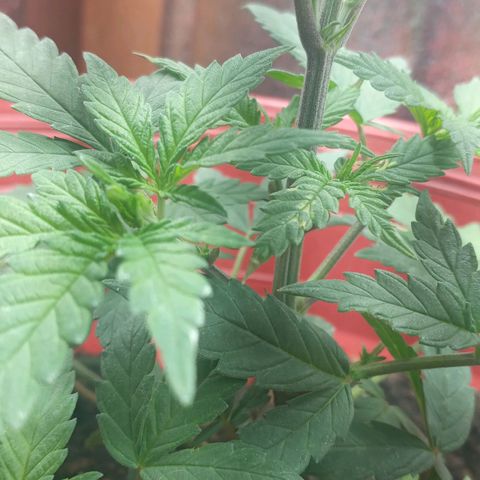 Regulator OG growlog timeline photo