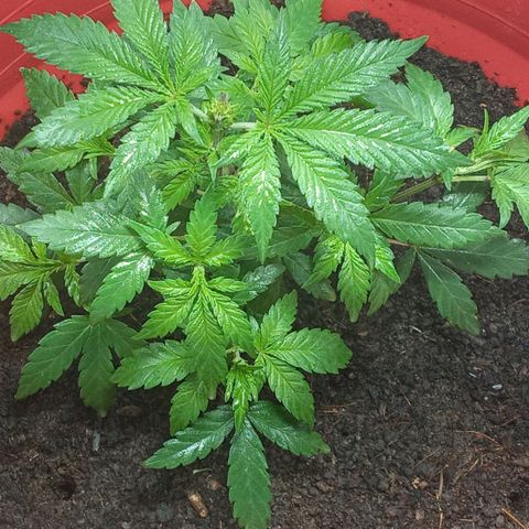 Regulator OG growlog timeline photo